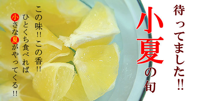 初夏の訪れを告げる果物 小夏